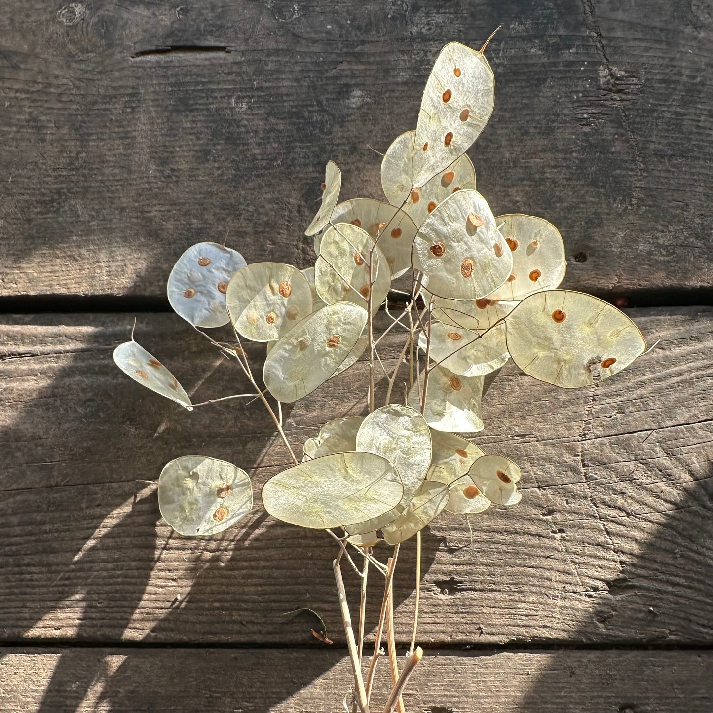 Lunaria annua (biennis) alba