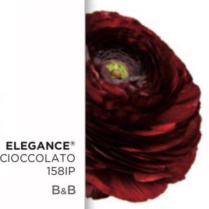 Ranuncolo Rosso Cioccolato