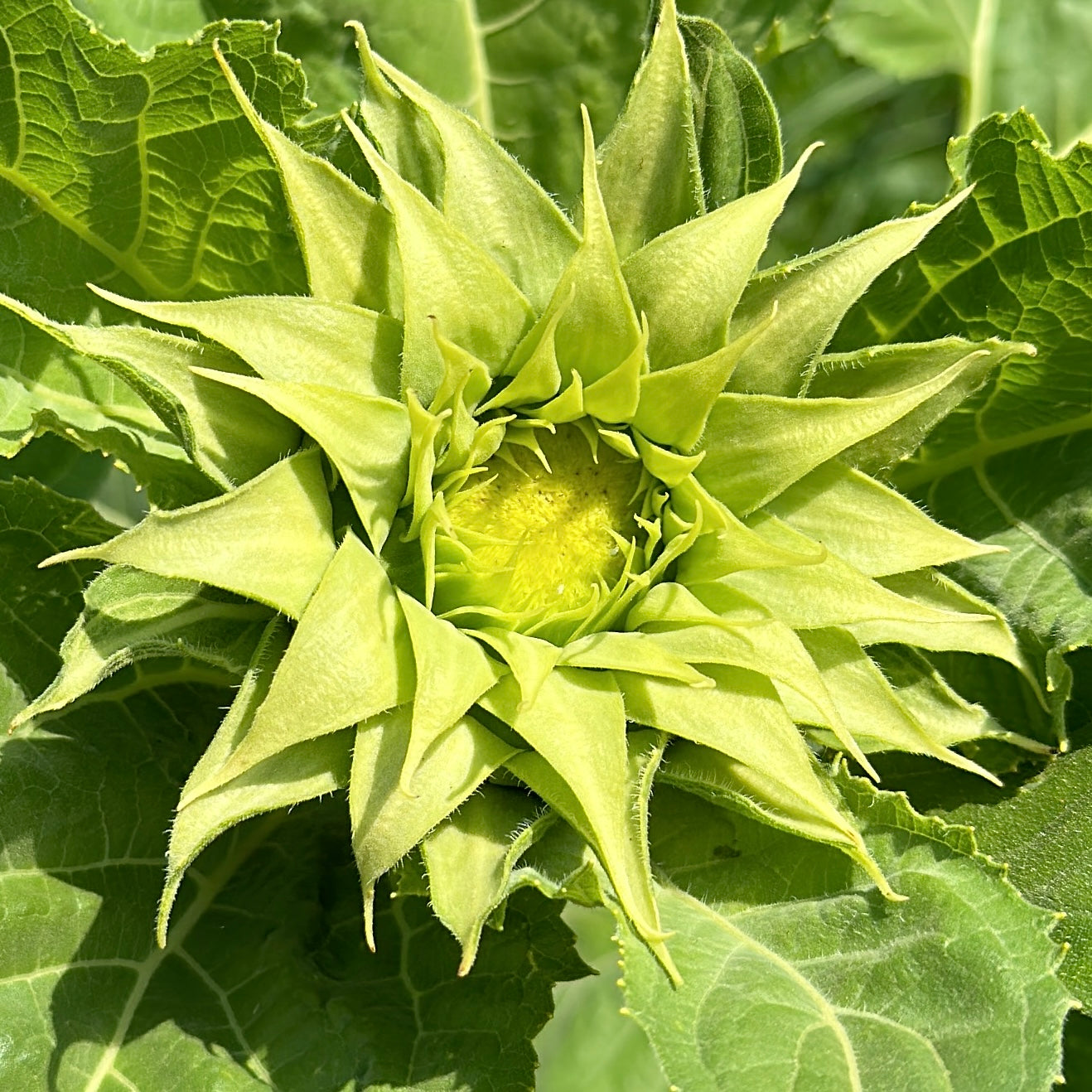 Helianthus annuus F1 Sunfill Green