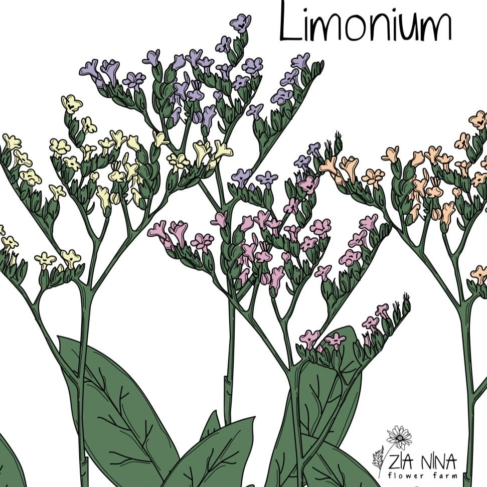 Limonium sinuatum Pastel Mix