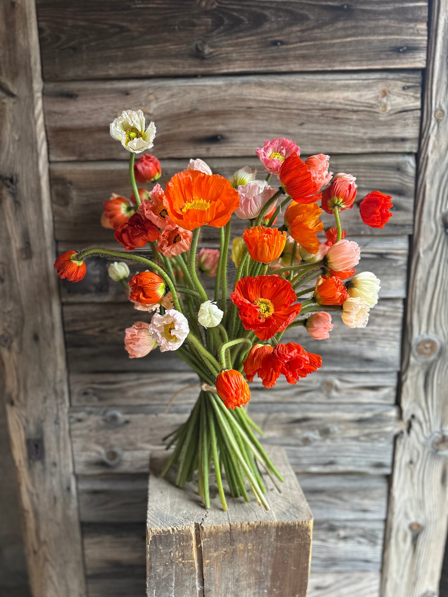 PAPAVER nudicale COLiBRi MIX