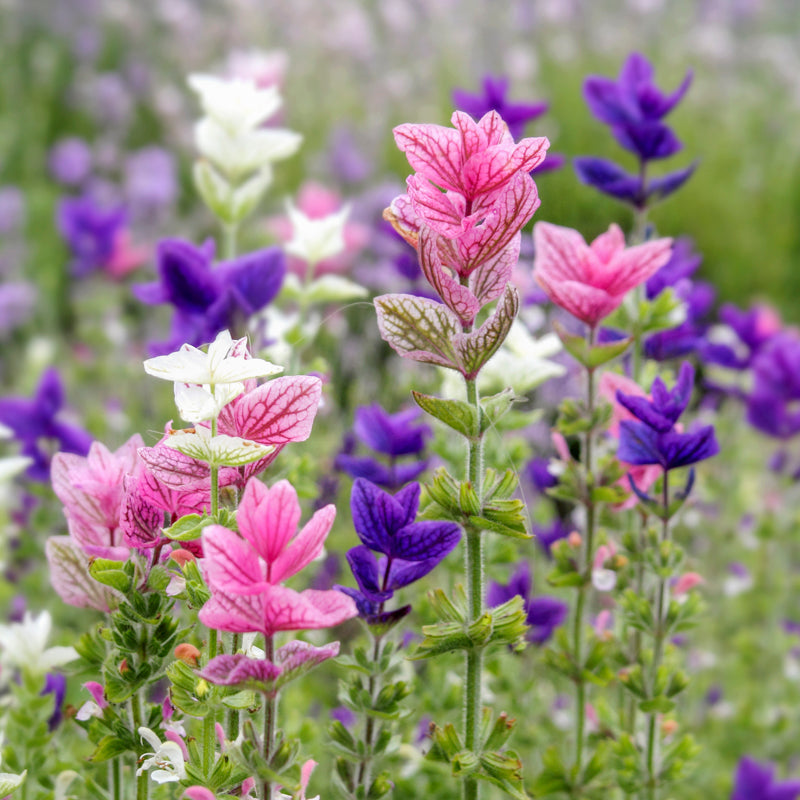 Salvia horminum mix