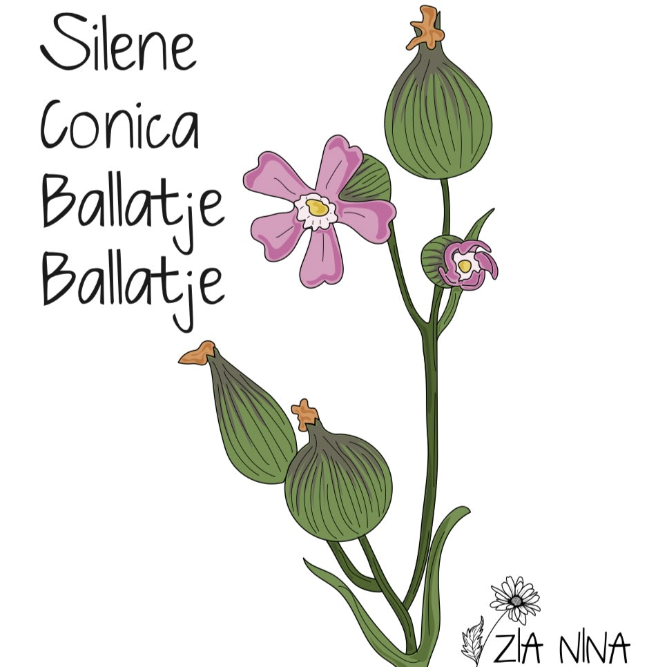Silene conica balletje-balletje