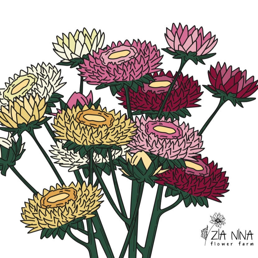 Helichrysum bracteatum Mix