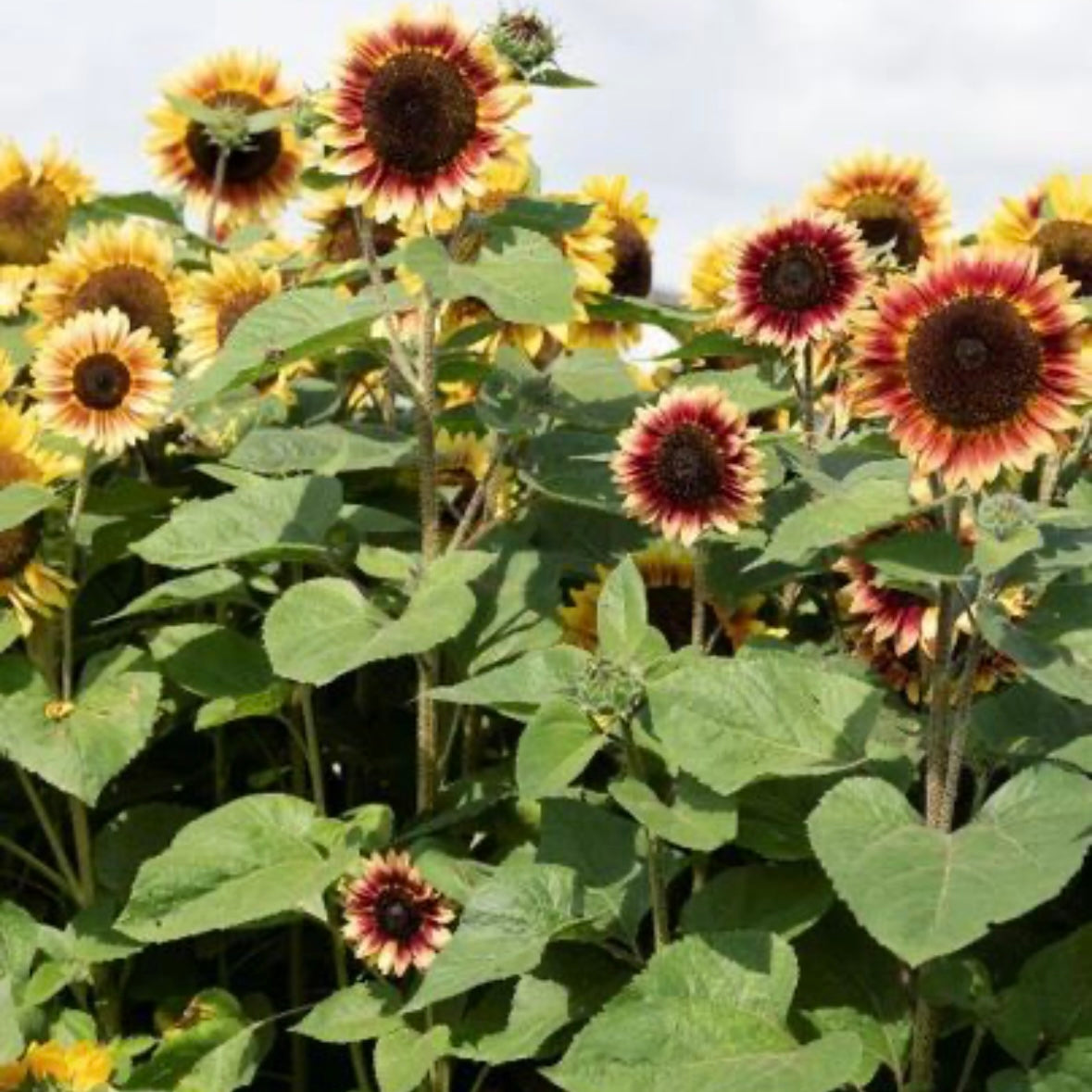 Helianthus annuus Desert Sun