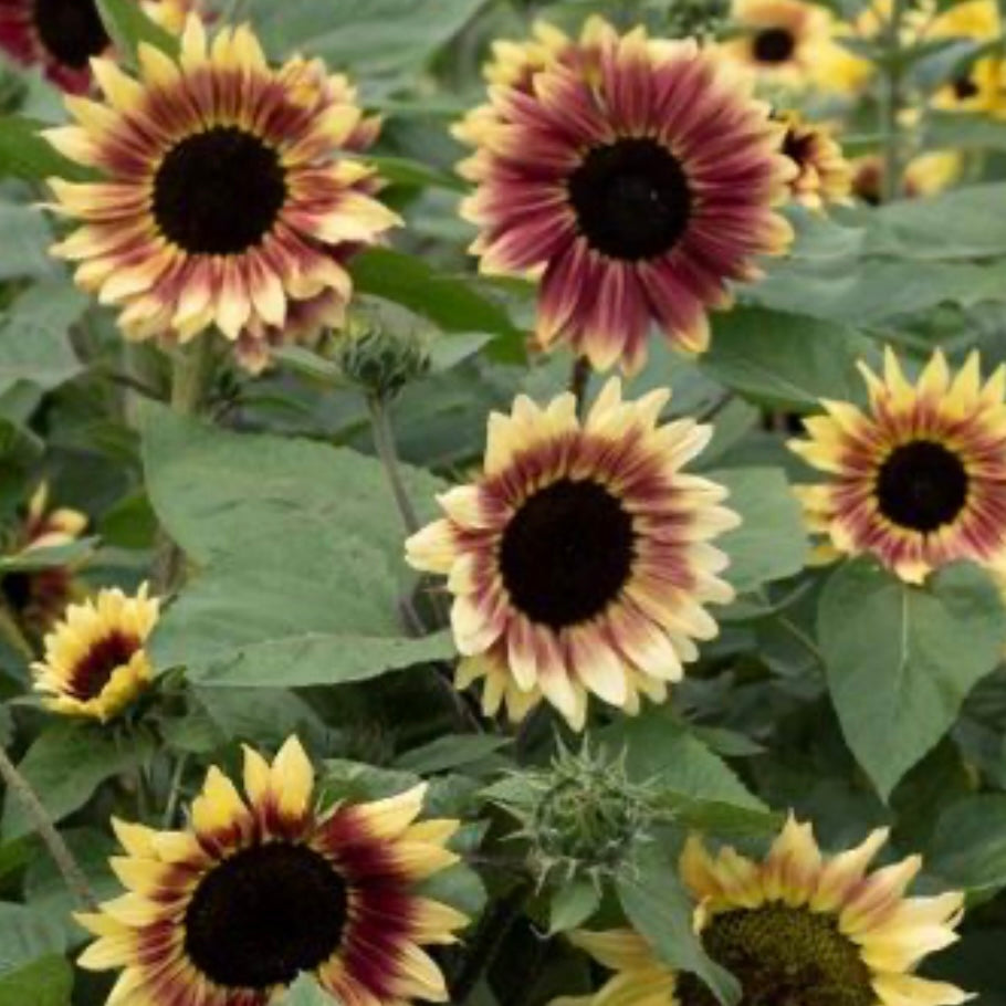 Helianthus annuus Summer Lovin