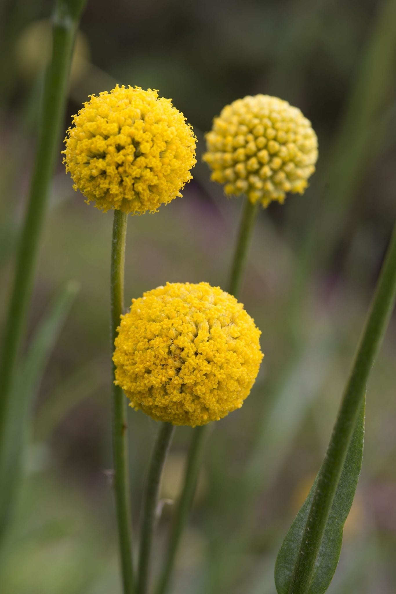 Craspedia globosa Drumstick