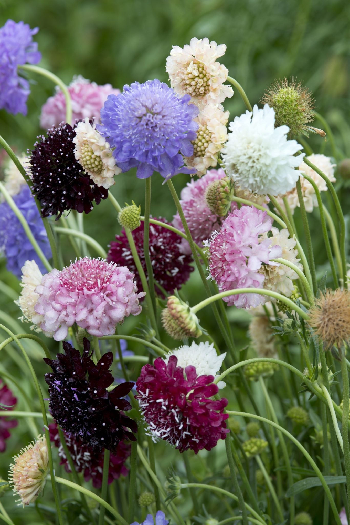 Scabiosa formula Mix