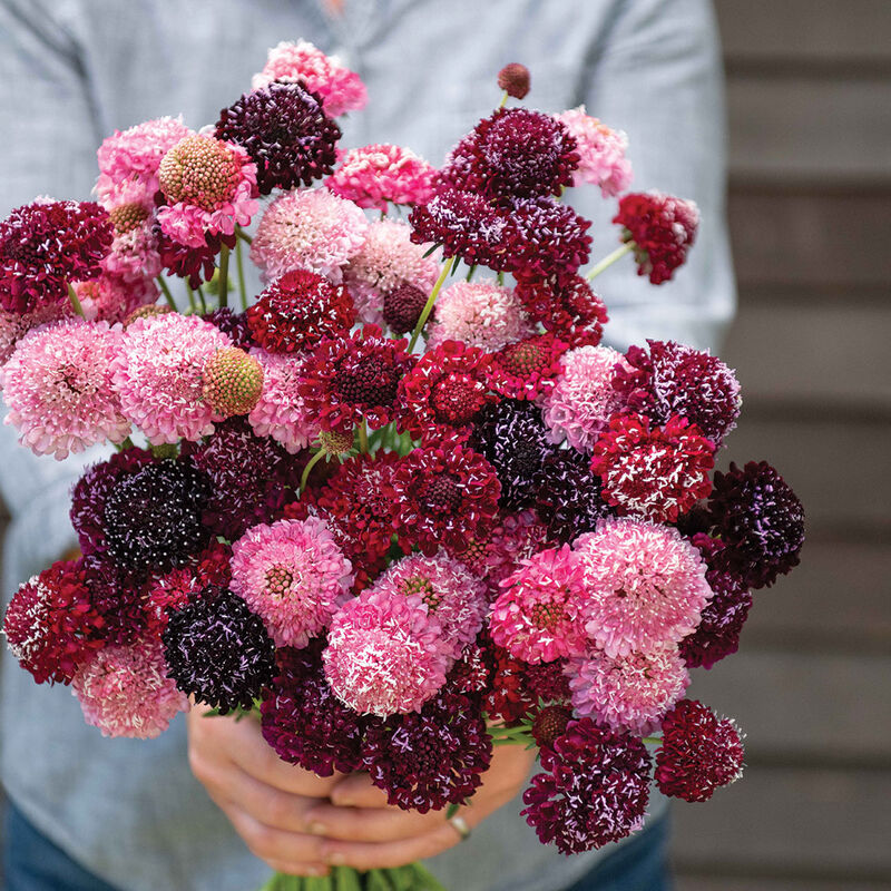 Scabiosa Triple Berry Mix