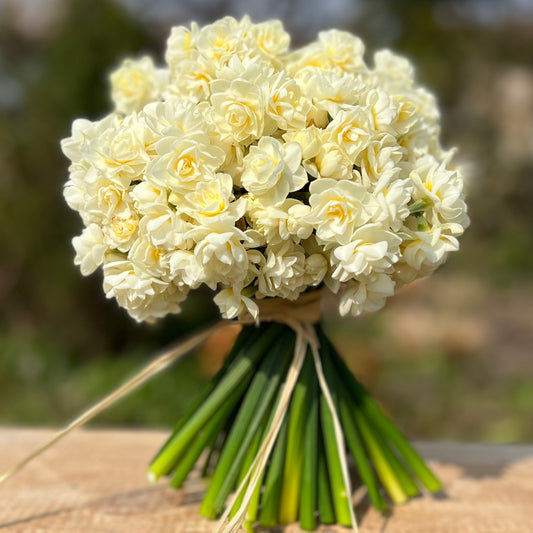 Narcissus Erlicher