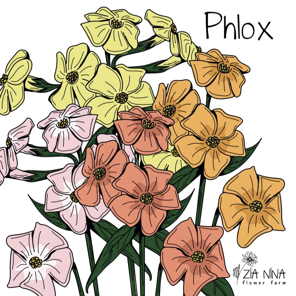 Phlox drummondii Beauty Coral Reef