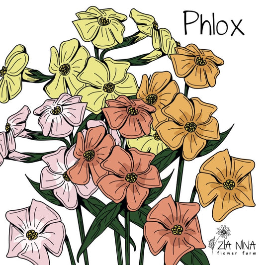 Phlox drummondii Beauty Coral Reef