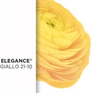 Ranuncolo Elegance Mix  Arancio & Salmone