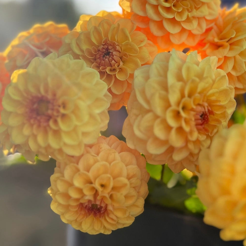 Dahlia Golden Scepter