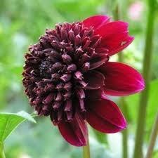 Dahlia Rock Star