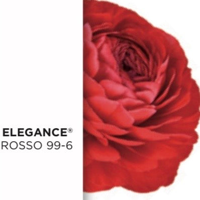 Ranuncolo Rosso Cioccolato