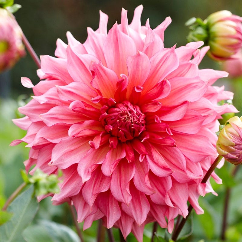 Dahlia Islander