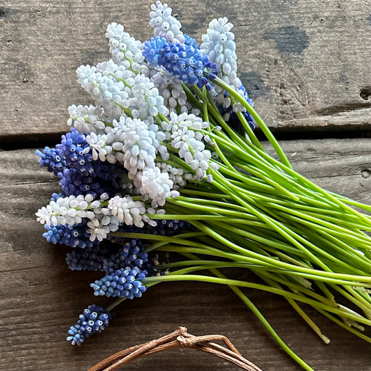 Muscari Mix
