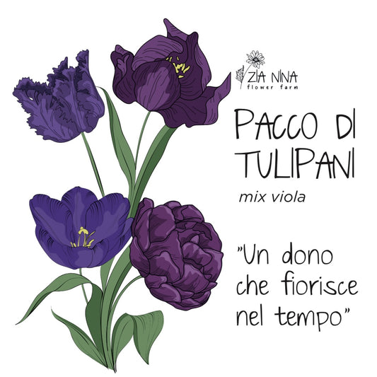 Scatola 10 Tulipani Viola Mix