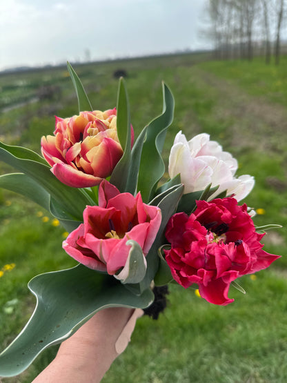 Tulipani con Bulbo dal Campo – Mazzo da 10