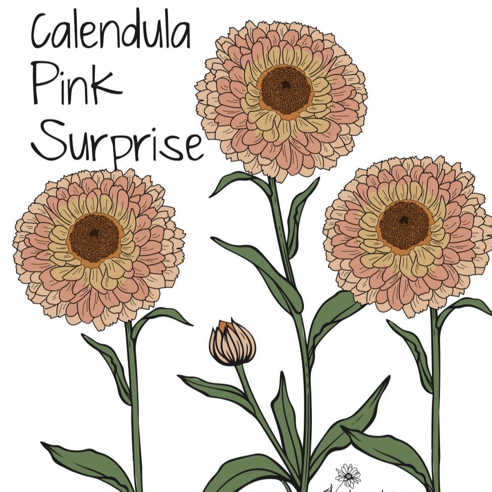 Calendula officinalis ‘Pink Surprise’