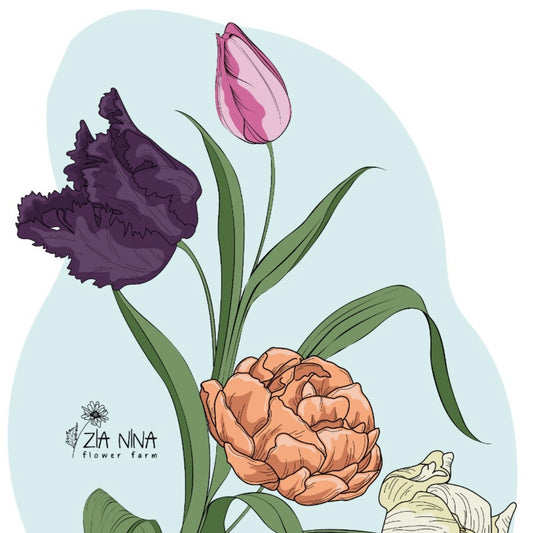 Tulipani con Bulbo dal Campo – Mazzo da 10