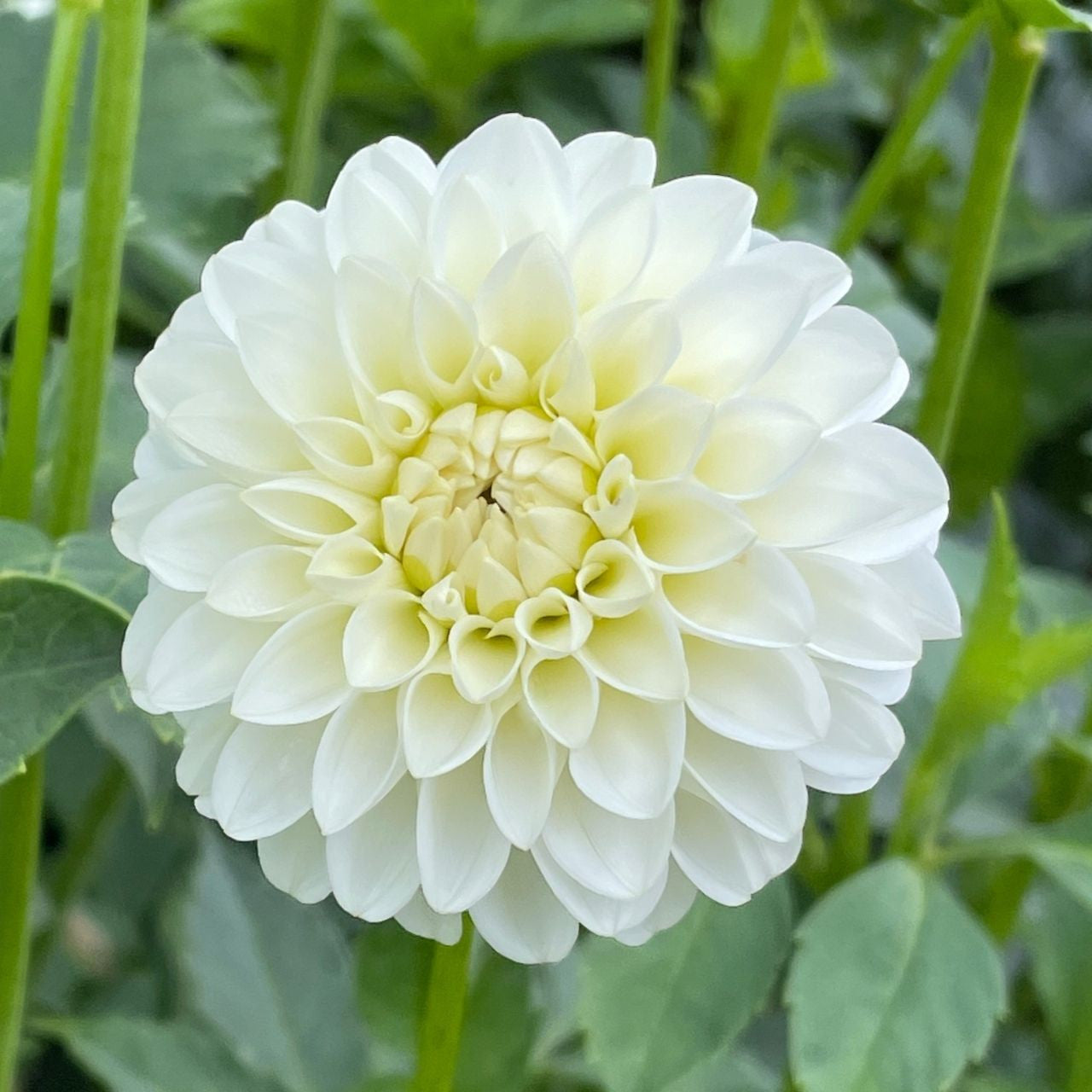 Dahlia White Aster