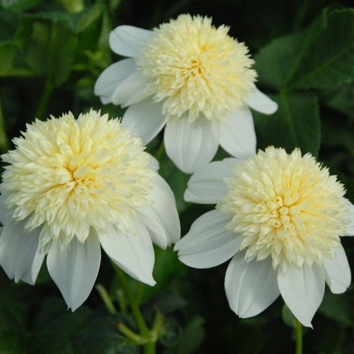 Dahlia Platinum Blonde