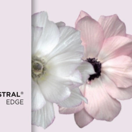 Anemone Edge e Pale® – 10 cormi