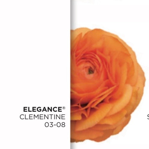 Ranuncolo Elegance Mix  Arancio & Salmone