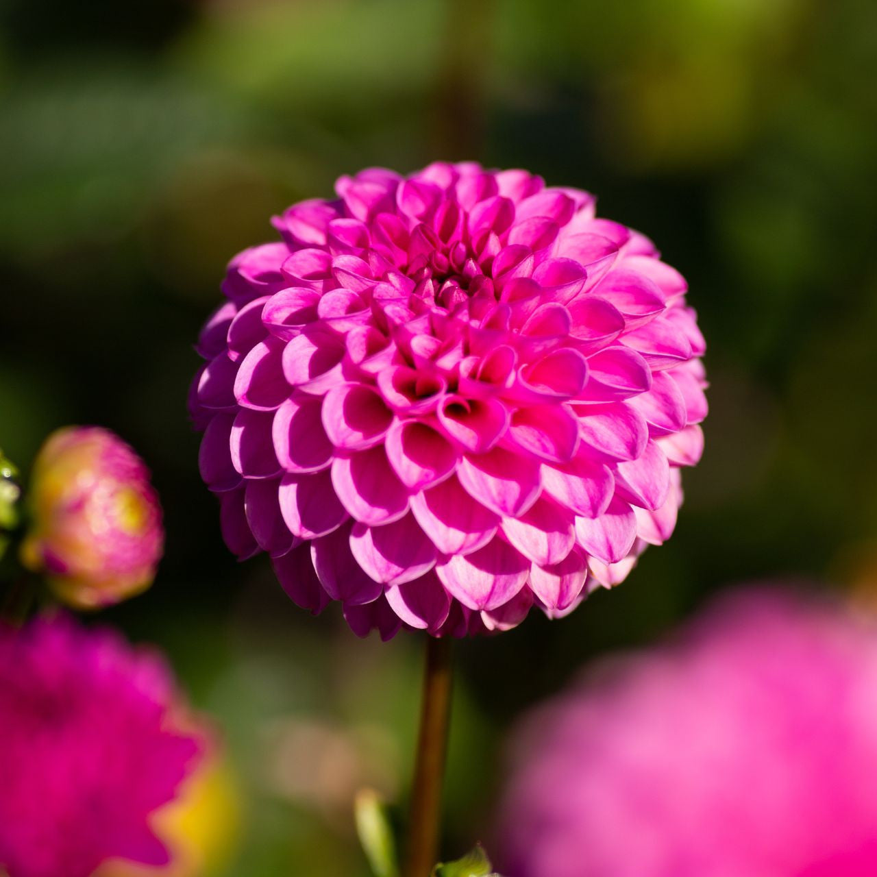 Dahlia Jan Van Schaffelaar