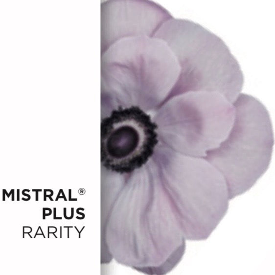 Anemone Mistral® Mix – 10 cormi