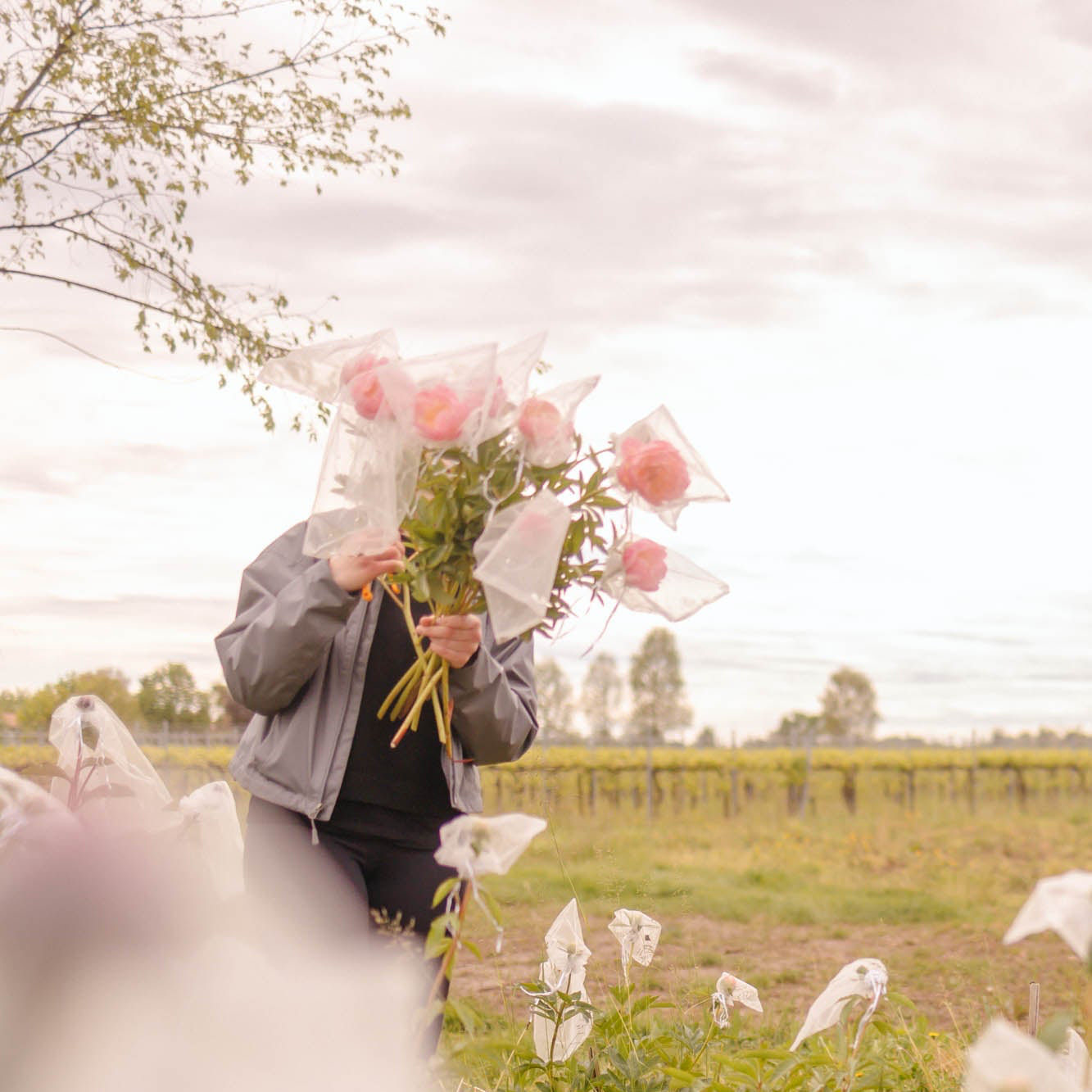 L’Ora delle Peonie
