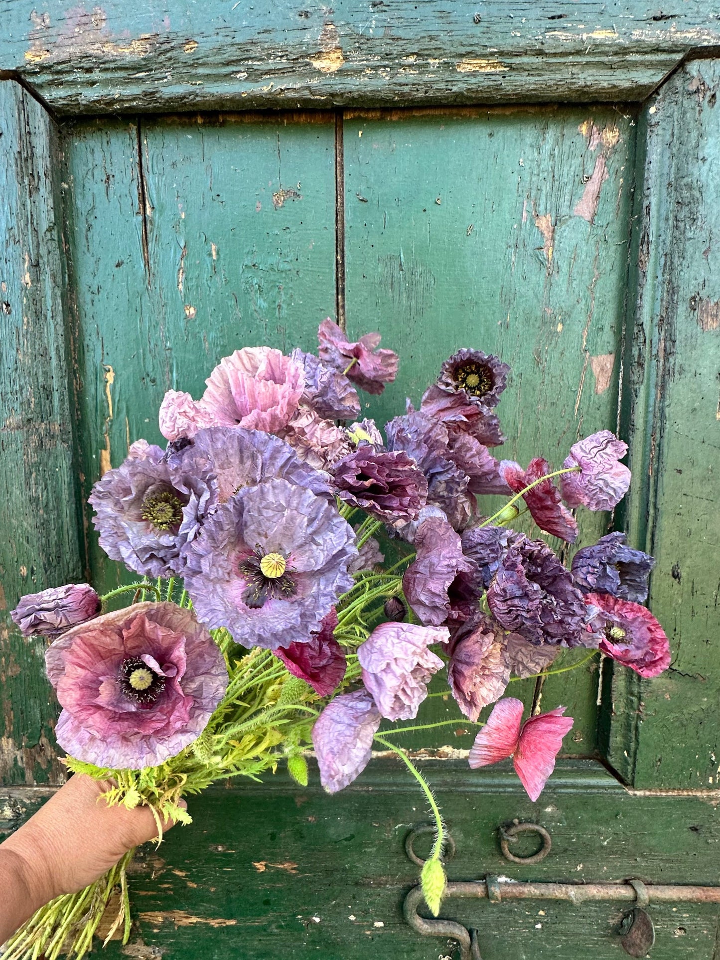 PAPAVER rhoeas Amazing Grey