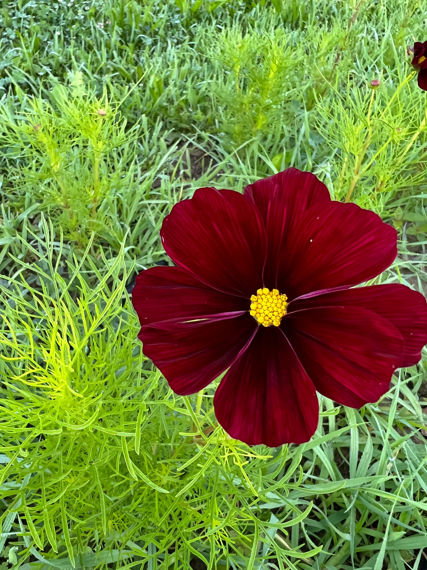 Cosmos bipinnatus Rubenza