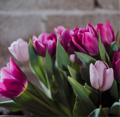 Buono Regalo – L’Ora dei Tulipani