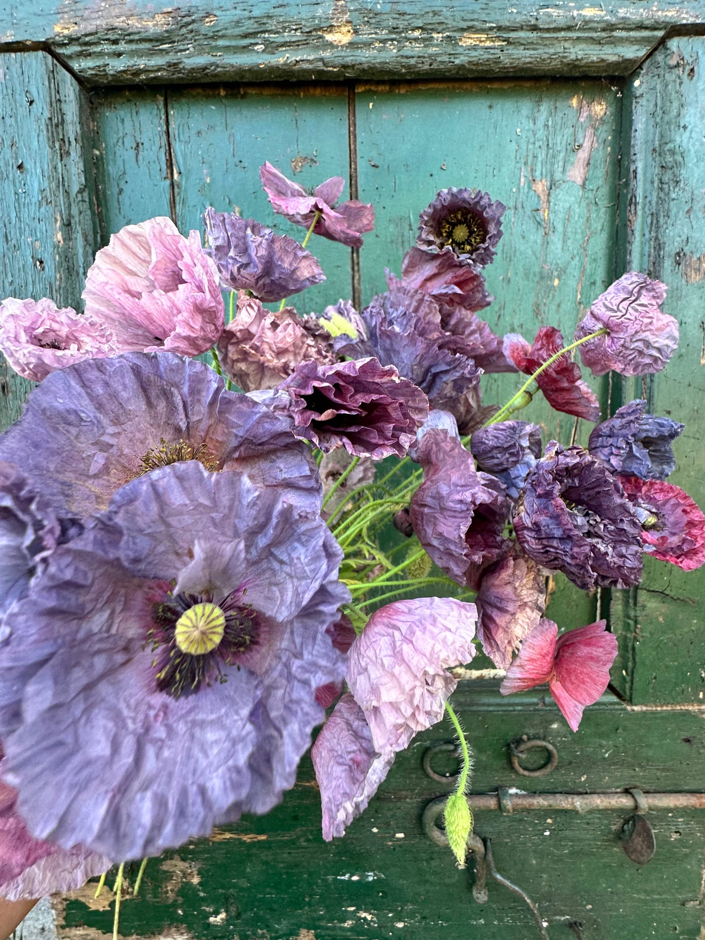 PAPAVER rhoeas Amazing Grey