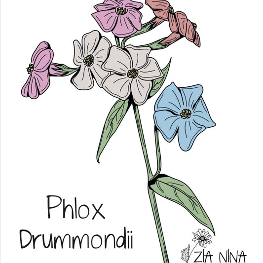 Phlox drummondii Mix