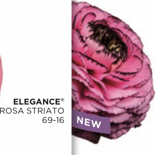 Ranuncolo Elegance Rosa mix