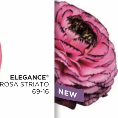 Ranuncolo Elegance Rosa mix
