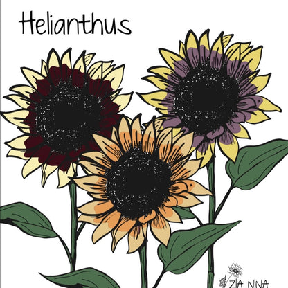 Helianthus annuus Summer Lovin