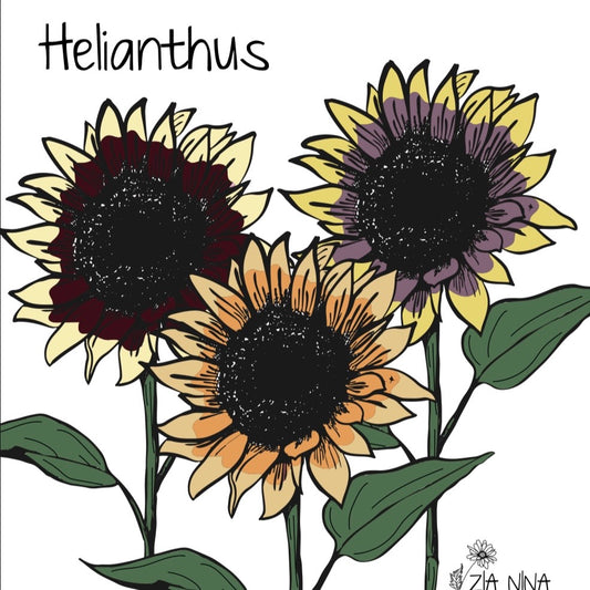 Helianthus annuus Summer Lovin