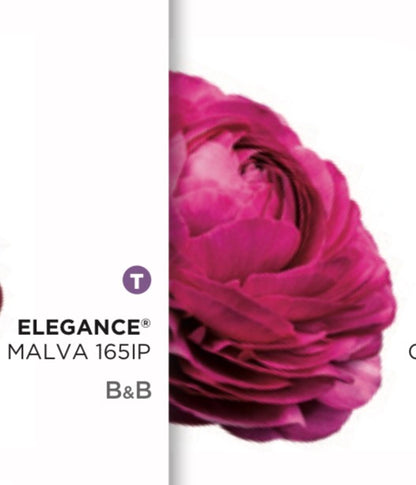 Ranuncolo Elegance Viola mix