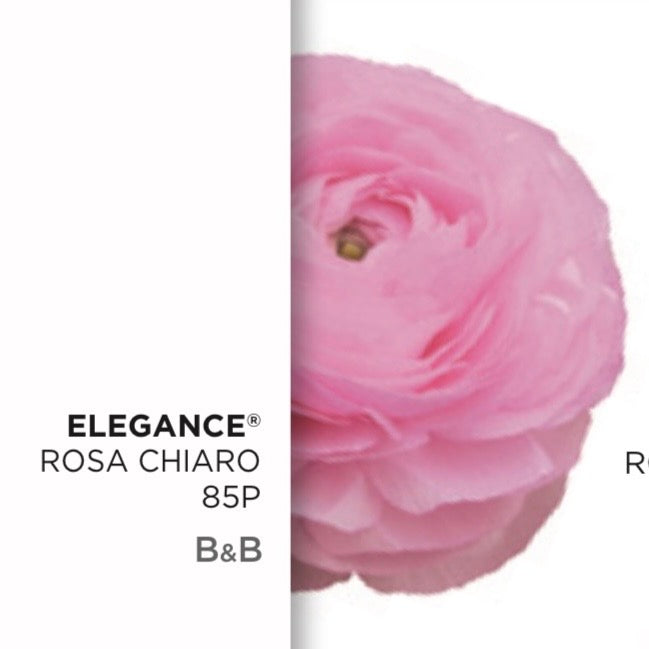 Ranuncolo Elegance Rosa mix