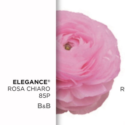 Ranuncolo Elegance Rosa mix