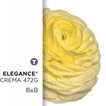 Ranuncolo Elegance Bianchi e Crema