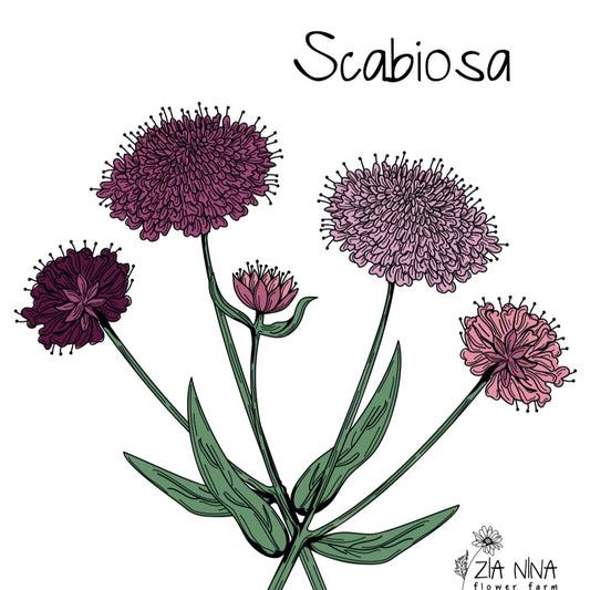 Scabiosa Triple Berry Mix