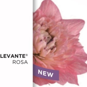 Anemone Levante® Mix – 10 cormi