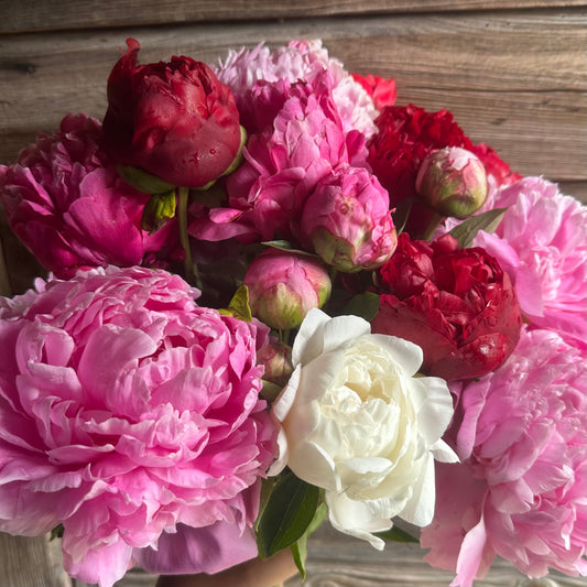 Peonie