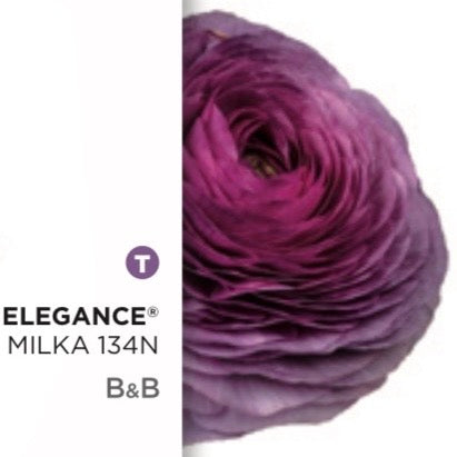 Ranuncolo Elegance Viola mix